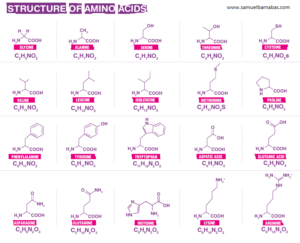 Amino-Acid-Structures-Updated-1