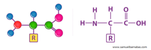 Amino-Acid-Structures