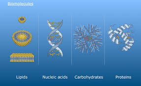 Biomolecules, Lipids, Nucleic acid, carbohydrates.