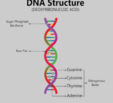 DNA: Structure, Function and Discovery