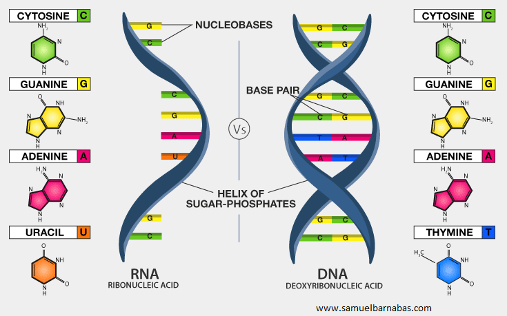 Difference-Between-DNA-and-RNA