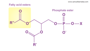 Phospholipids