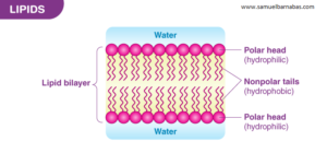 Lipids layers