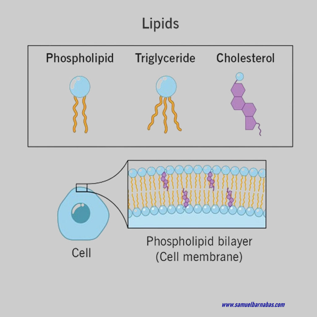 Lipids