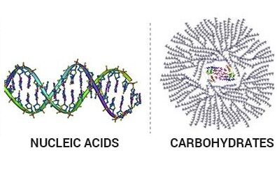 Biomolecules, lipids, nucleic acids, carbohydrates