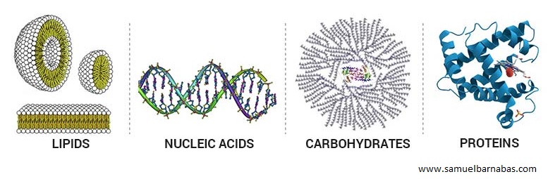 Biomolecules, lipids, nucleic acids, carbohydrates